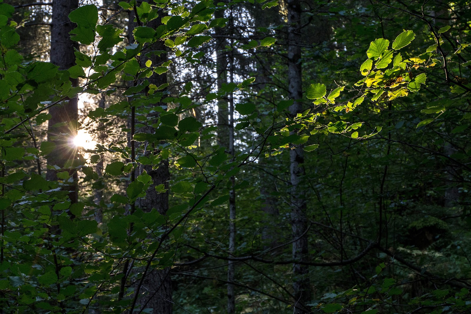 Il bosco trentino